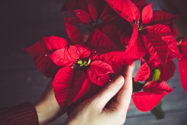 Flor de Pascua roja