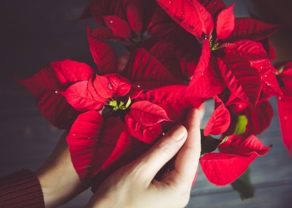 Flor de Pascua Roja