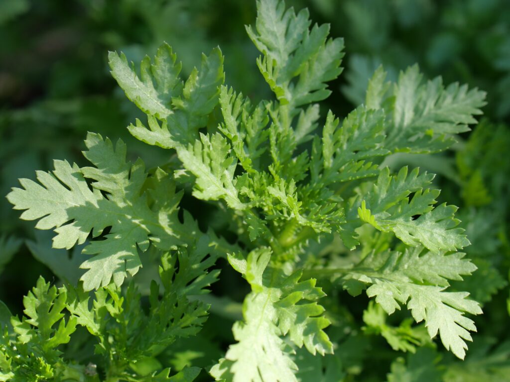 hojas chrysanthemum coronarium