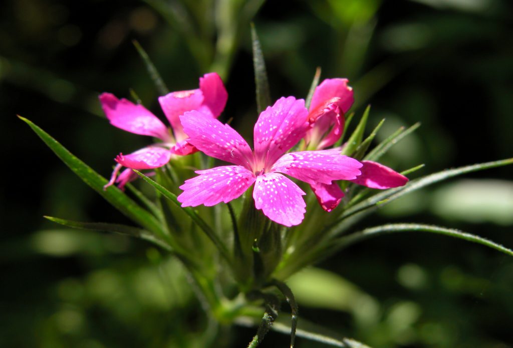 clavel armeria