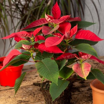 Trasplantar una flor de Pascua