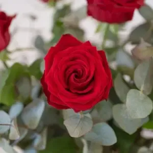 Rosas