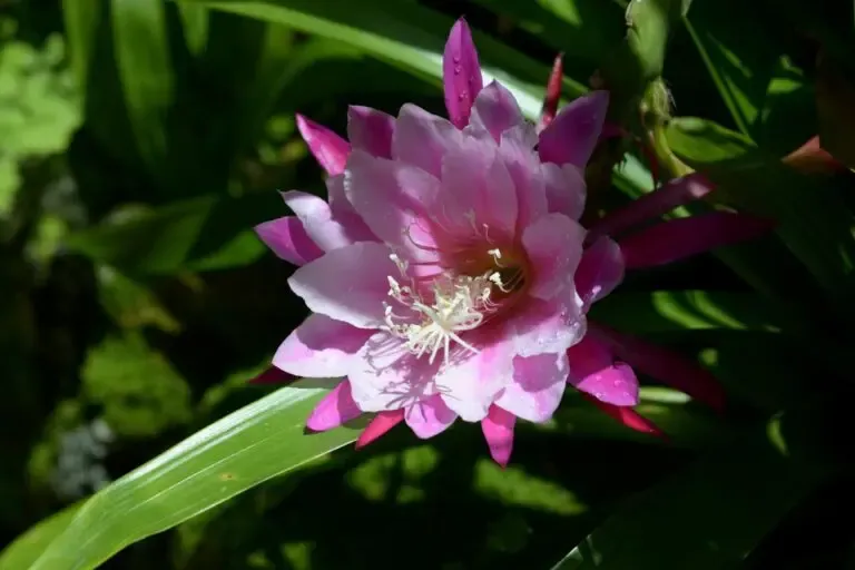 flor cactus orquídea