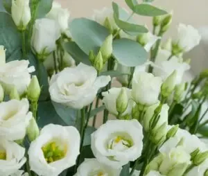 Lisianthus
