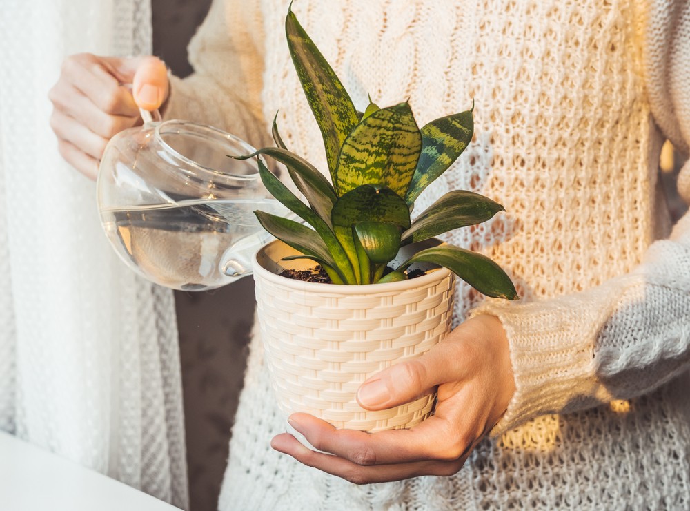 Riego de plantas en verano