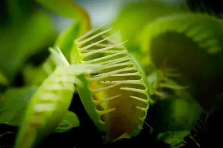 Dionaea