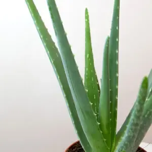 Aloe vera