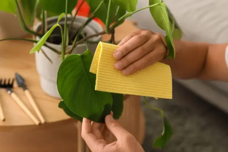 cuidado monstera