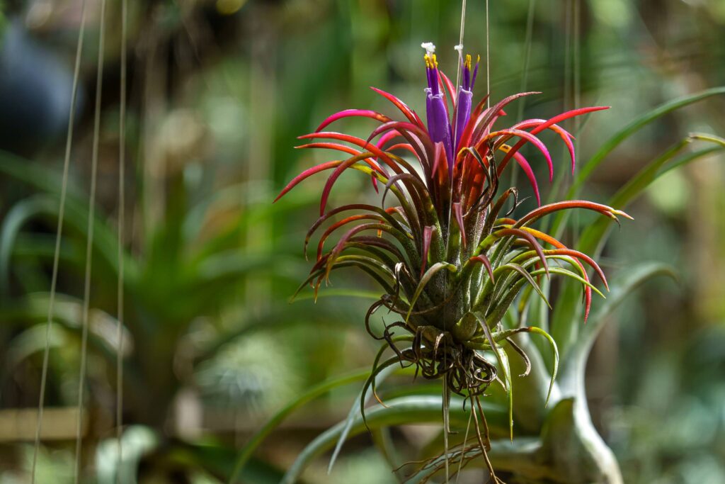 Todo sobre la tillandsia | Interflora