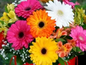 Gerberas