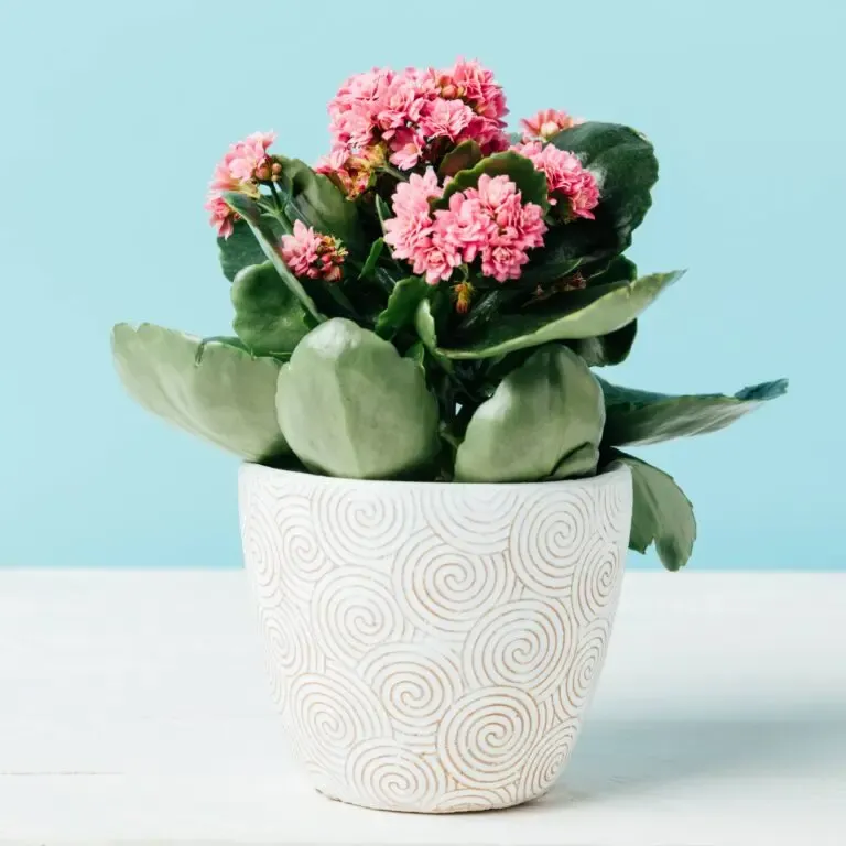 kalanchoe maceta