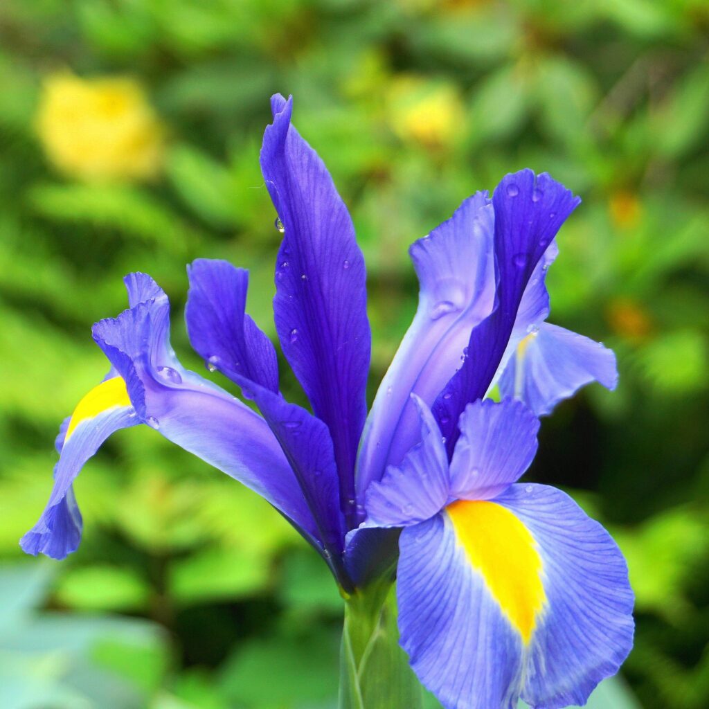 lirio azul silvestre