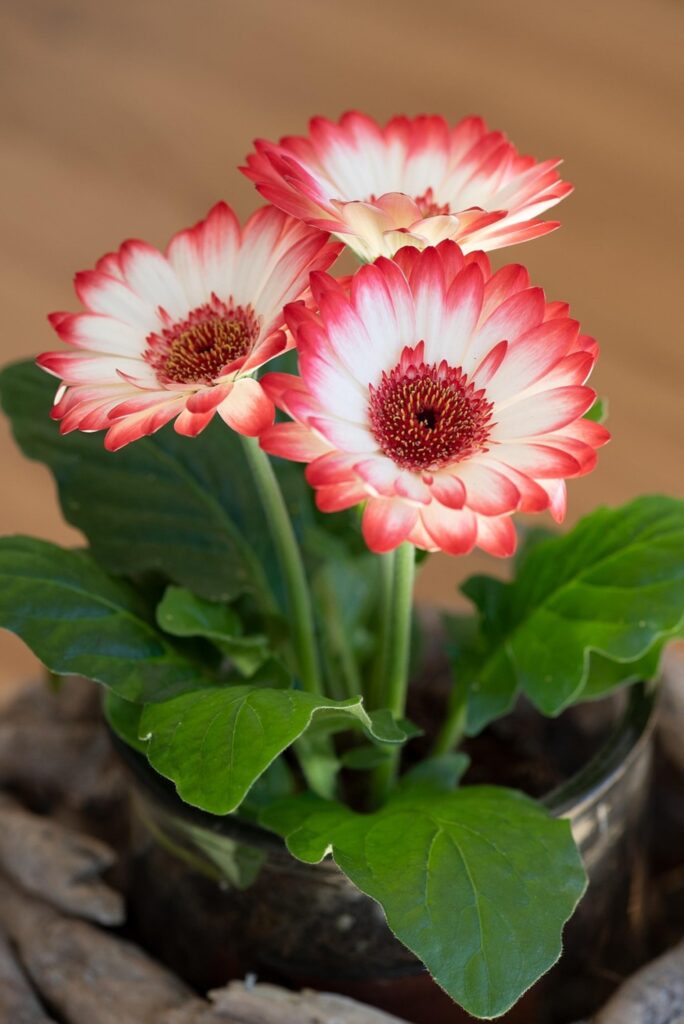 Gerberas en maceta
