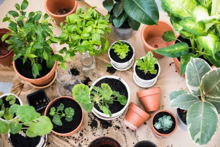 mix plantas