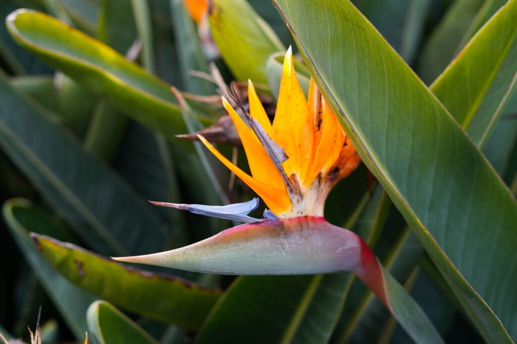 Bird of Paradise Plant Care & Complete Guide