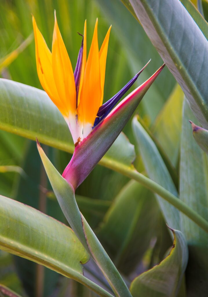 Bird of Paradise Plant Care & Complete Guide Strelitzia care