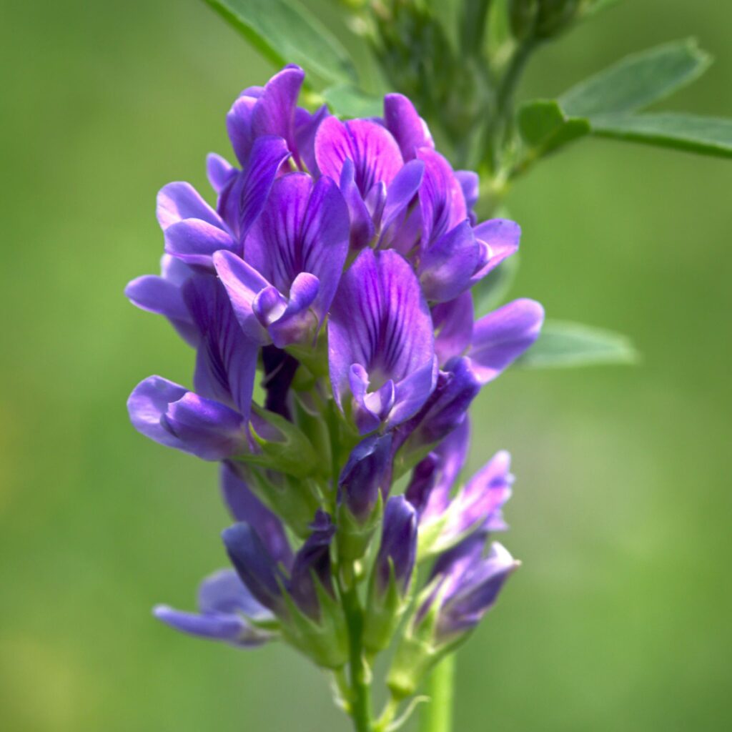 Alfalfa