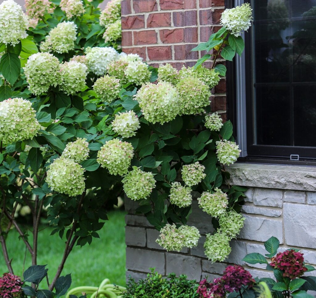 Hydrangea Anomala