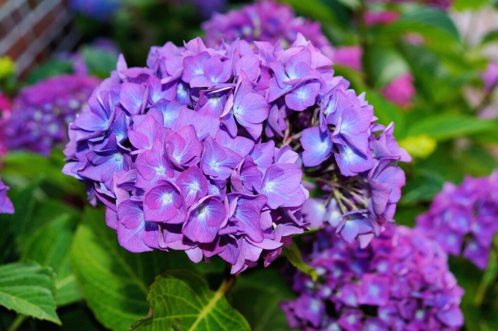 Hydrangea Aspera