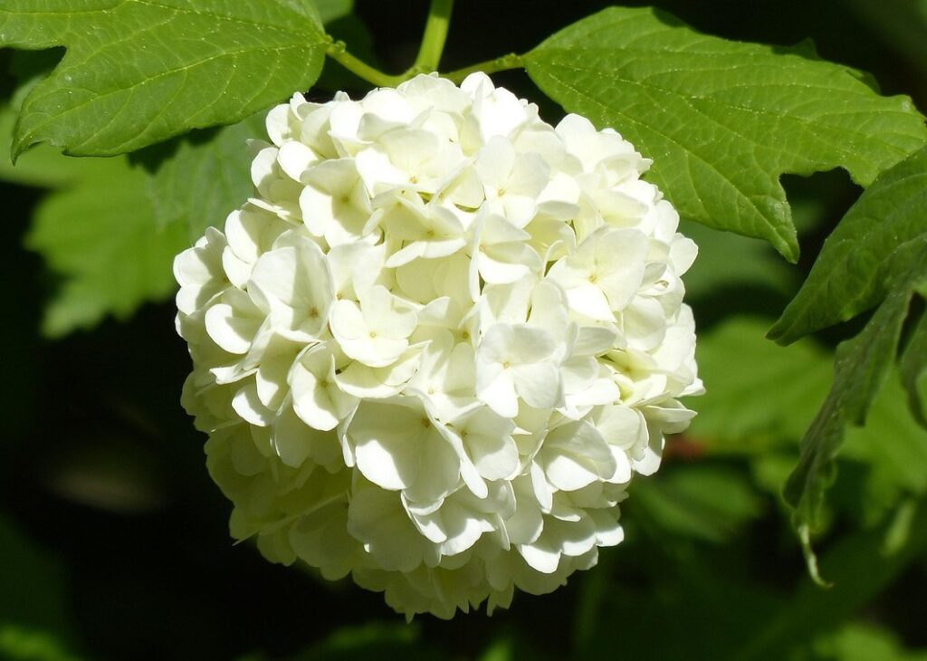 Hydrangea Quercifolia