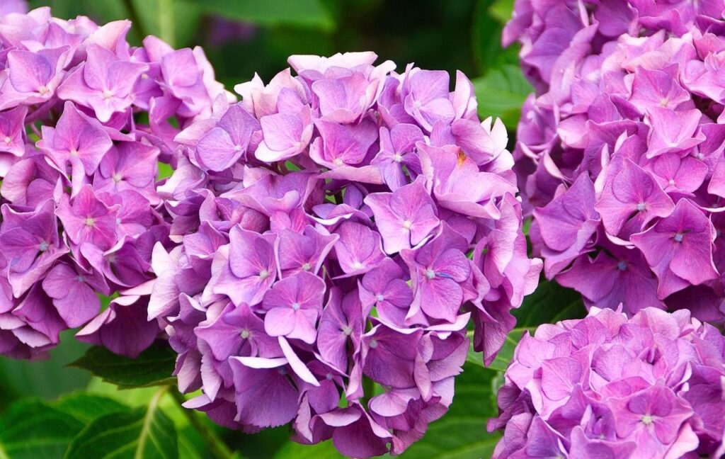 Hydrangea Serrata morada