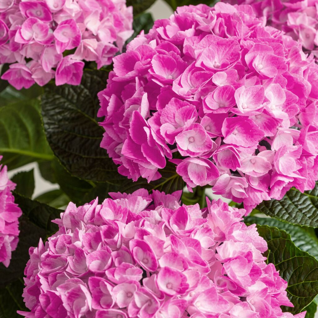 Hydrangea Serrata 
