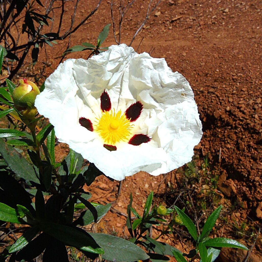 Jara, flor silvestre