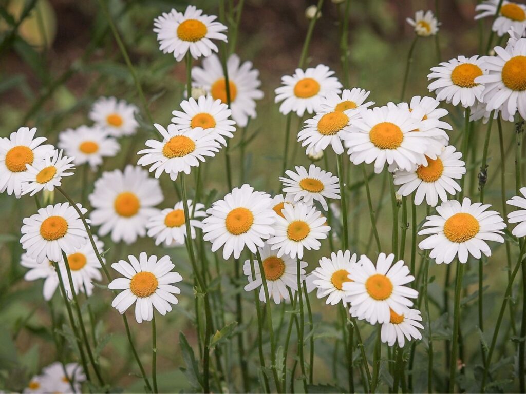 Flores silvestres: margaritas