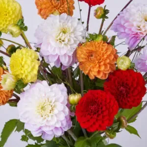 Dalias