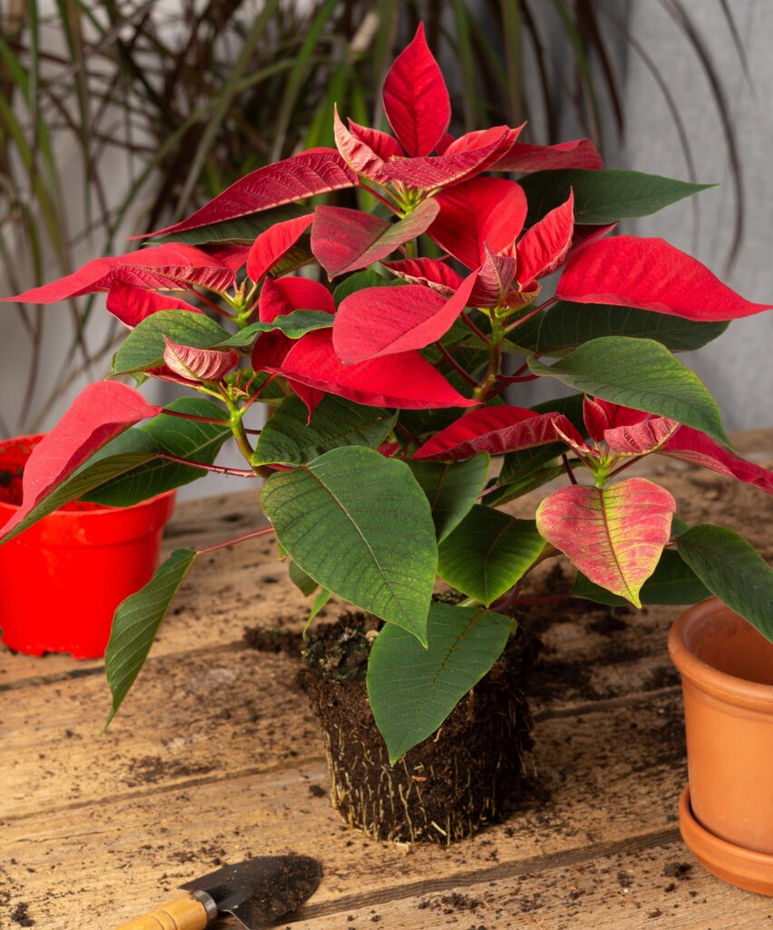 Cuidados flor de Pascua interior