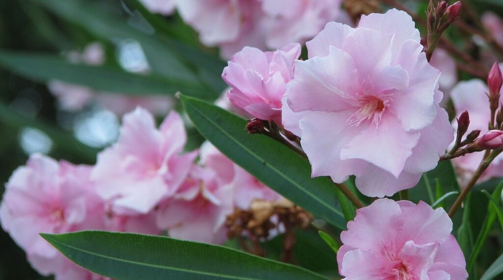 La adelfa es tóxica para gatos