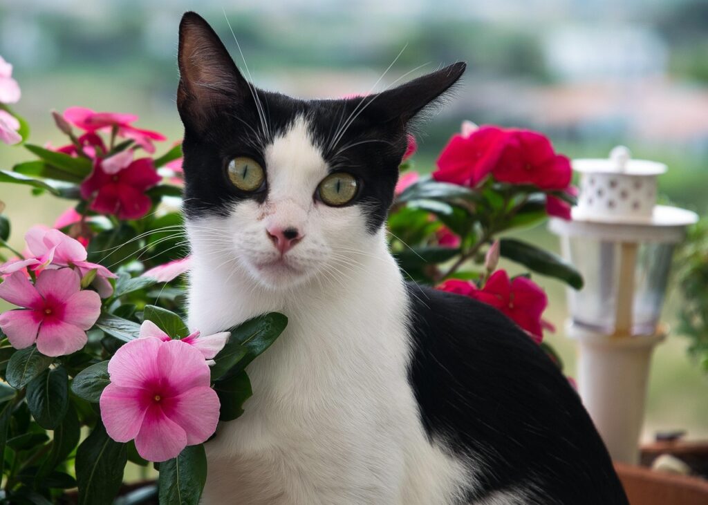 Flores de Pascua y gatos
