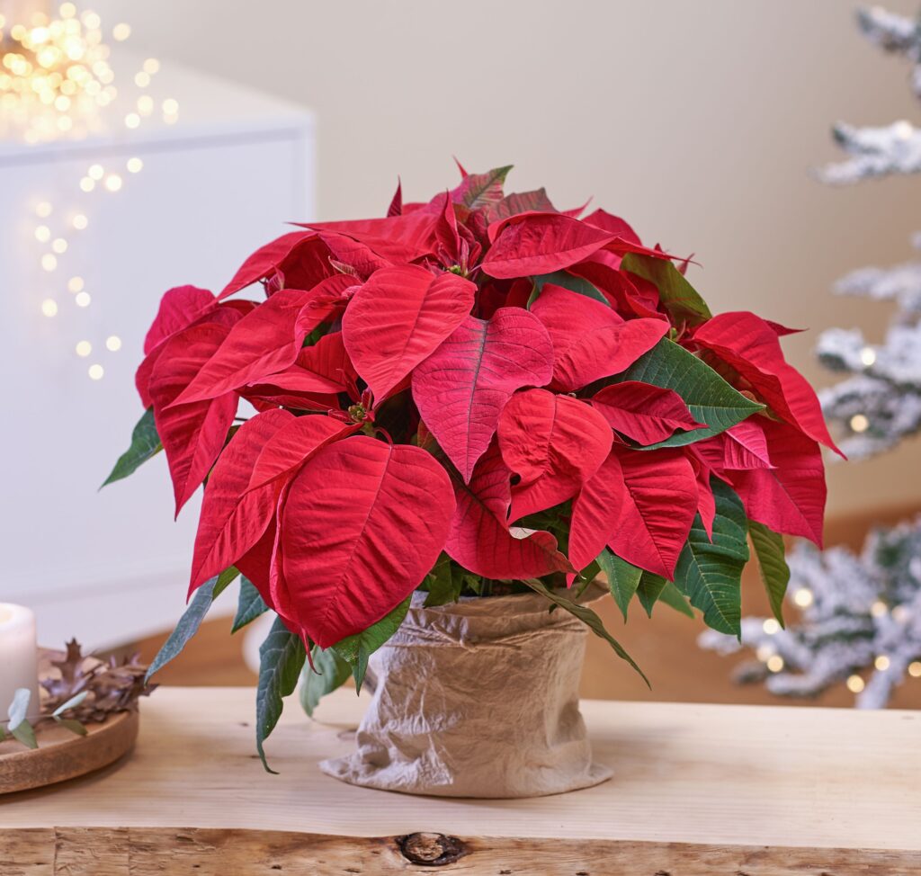 Abono para Flor de Pascua