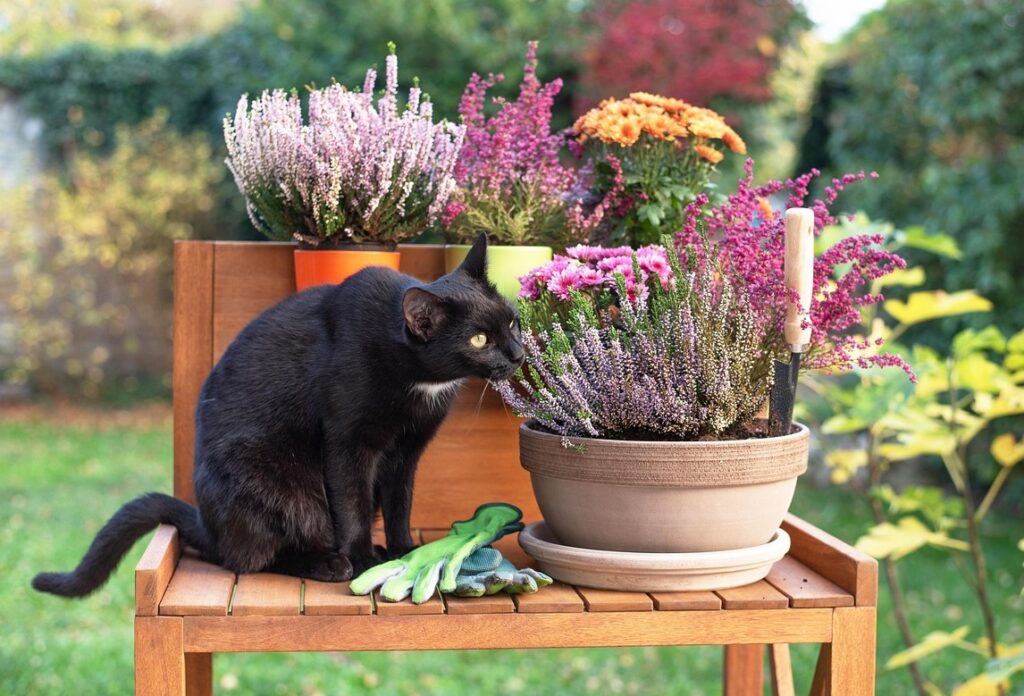 Plantas tóxicas para gatos