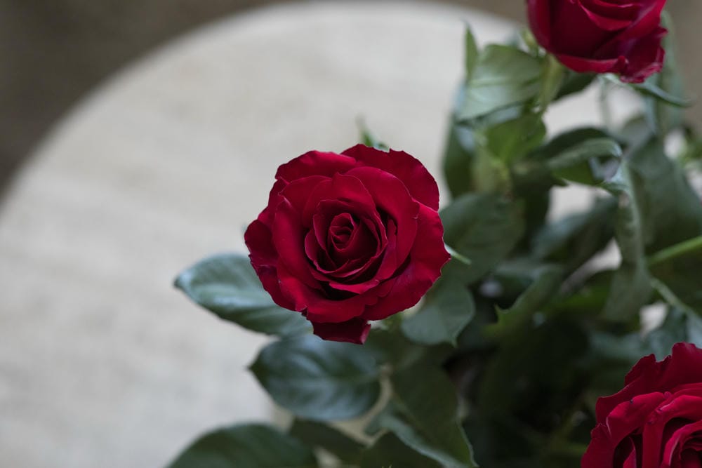 Consejos para elegir la rosa perfecta en el Día de Sant Jordi