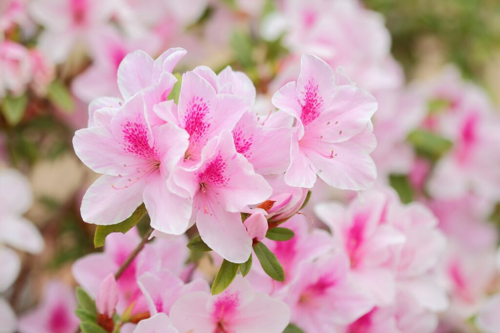 Azalea bicolor