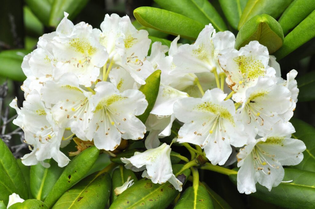 Azalea blanca