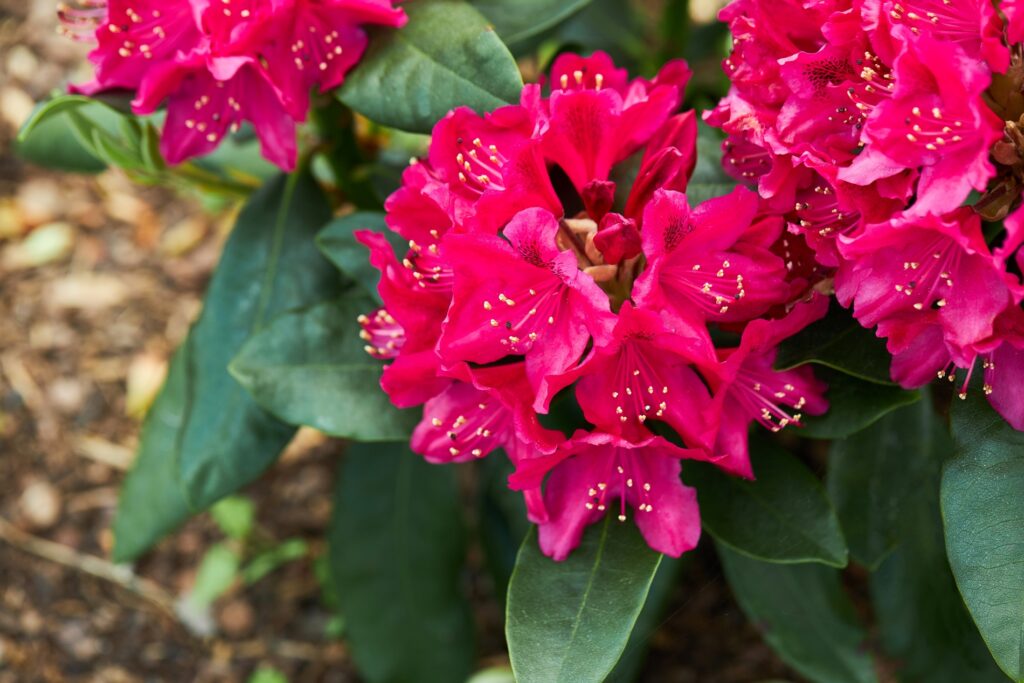 Azalea fucsia