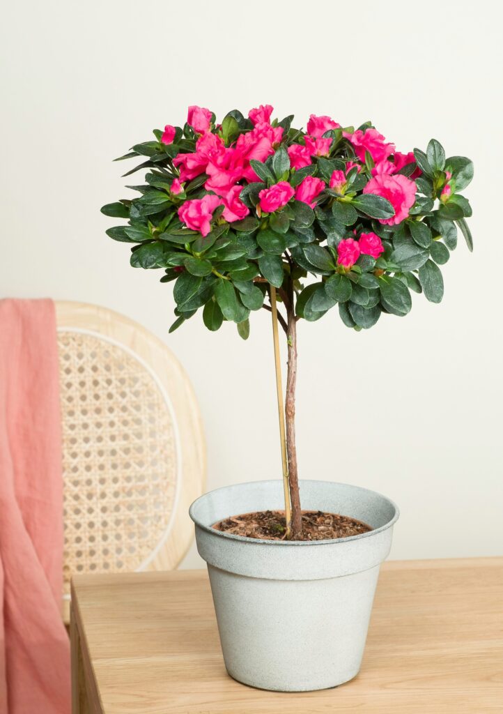 Azalea japónica