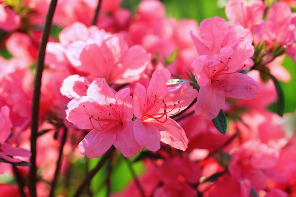 Azalea: significado y consejos de cuidado para que tu planta florezca cada año