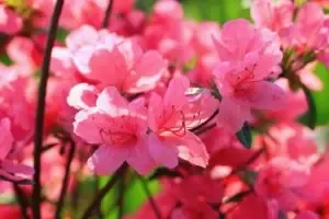 Azaleas