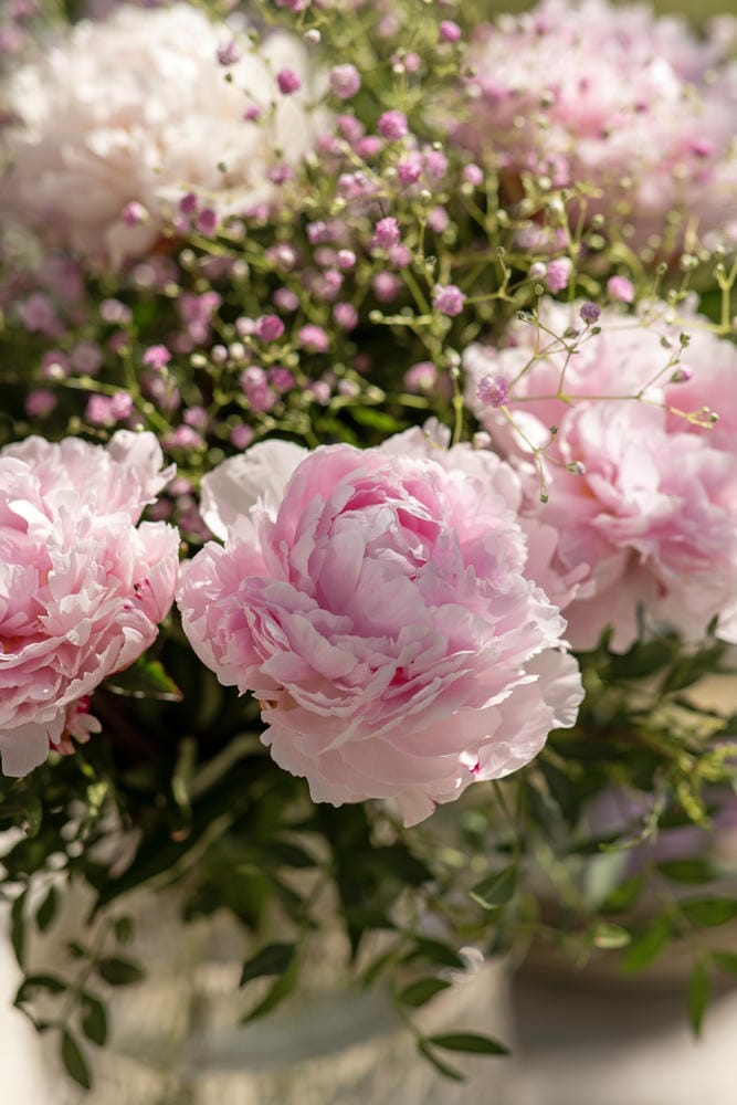 Temporada de floración de las peonías