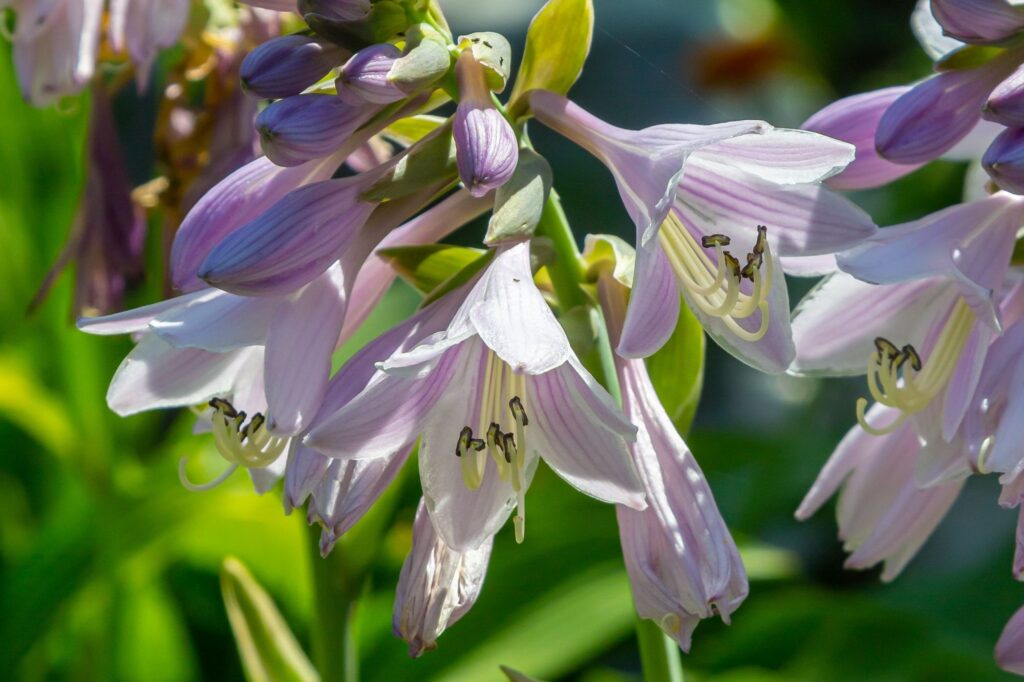 La hosta florida