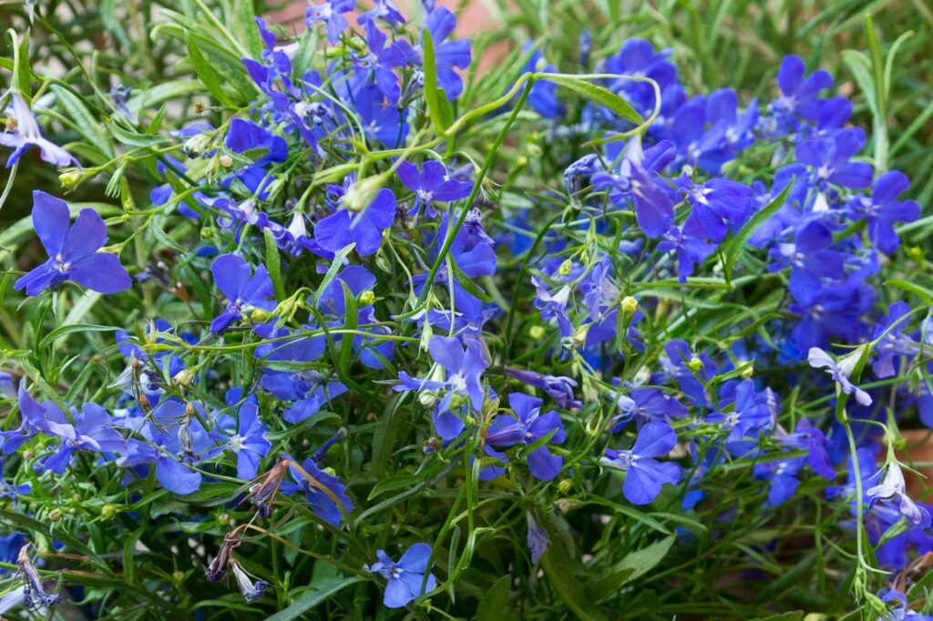 La lobelia