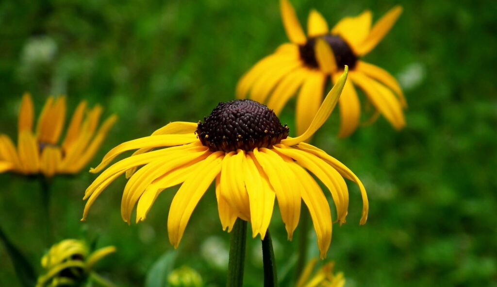 Rudbeckias plantas perennes