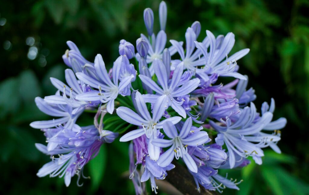 Los agapatos, plantas de jardín perennes