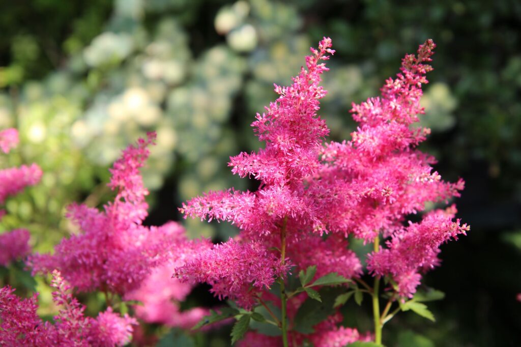 El astilbe