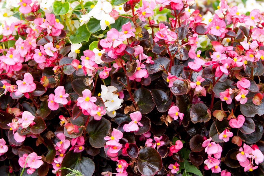 La begonia tuberosa