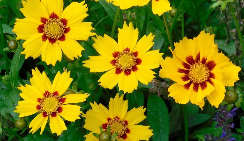 Los coreopsis, plantas perennes