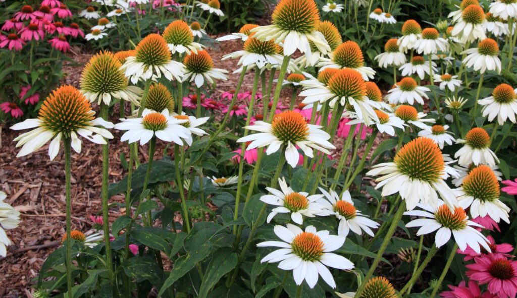 Las equináceas, plantas de verano
